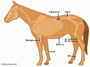 acupressure for equine colic, gastric ulcers