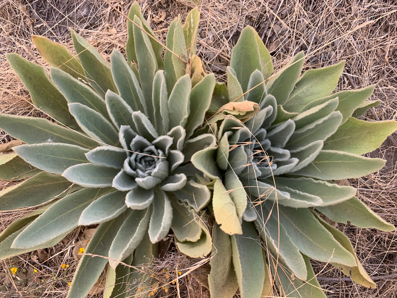 Wild Mullein's tea is great for lungs