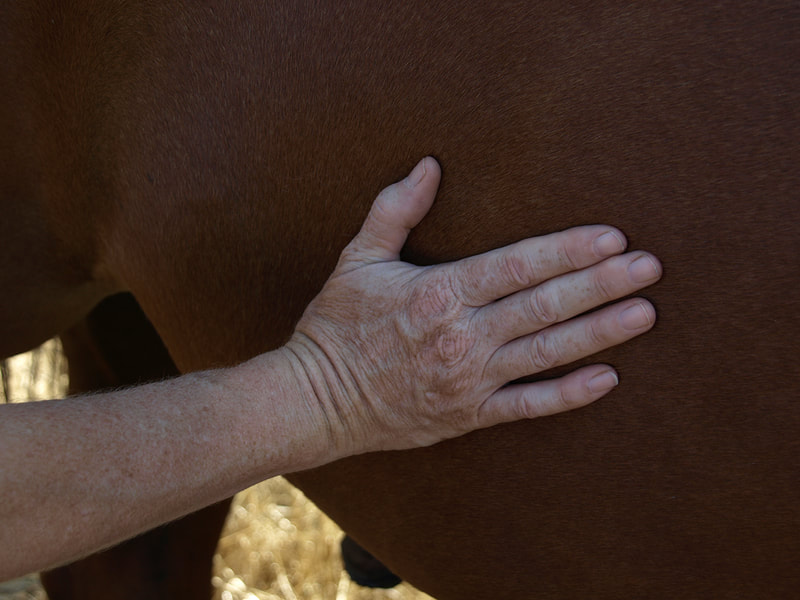 Cuo, Palm twisting - Both palms are placed on the opposite side of the limb or body part and rubbed back and forth rapidly.  Good for necks, forelegs and horses at rest stops during trailering.