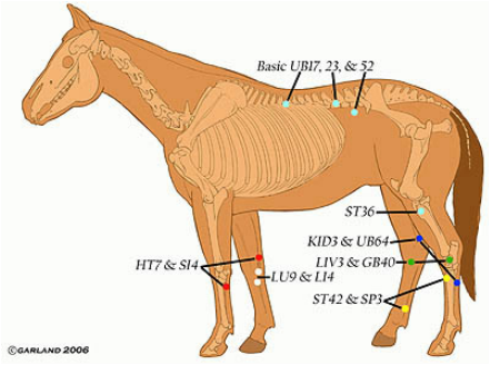Acupuncture & Acupressure chart for horses