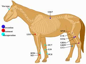 Equine Acupressure chart from Whole Horse Herbs