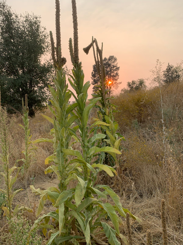 Wild Mullein's tea is great for lungs