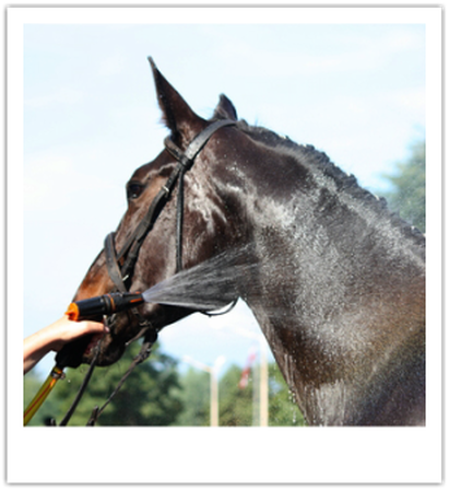 natural grooming for horses