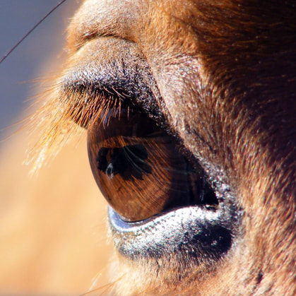 Protect your equine friend from ERU Equine Recurrent Uveitis