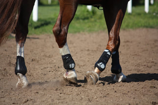 Traditional Chinese Medicine for horses to improve mobility arthritis