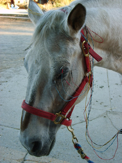 horse receiving acupuncture treatment