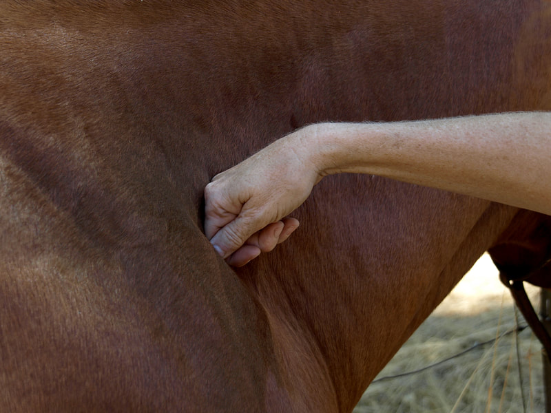 Direct pressure or rhythmic vibration is applied by rocking the wrist and hand back and forth. Apply to meridians, tendo-musclar meridians, acupoints or origins and insertions of horse's muscles.