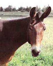 Not only for horses, a donkey friend suffering from ERU recovers