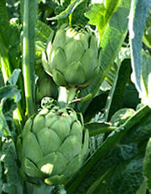 Artichokes offer health benefits for horses