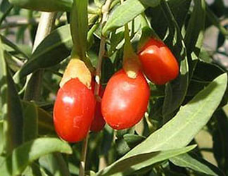 Goji Berry mix for horses