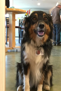 Juno a dog customer