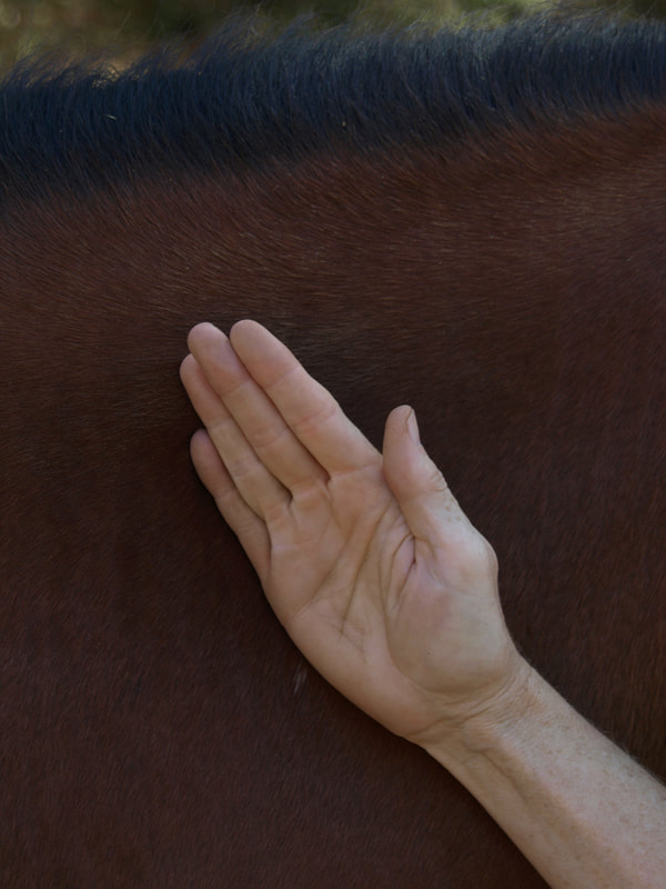 Gun, Rolling - Even and gentile pressure is applied with the ulnar side of the hand (pinky finger side) by rotating the wrist back and forth the hand is briskly rolled over the surface of the horses body. 