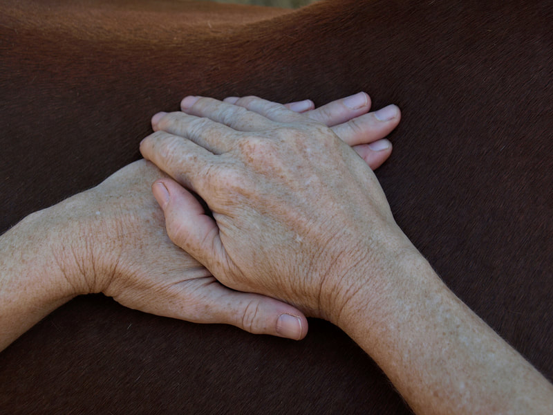 An Mo, press and rub – Is general massage for rejuvenation and equine health maintenance. One hand or two handed palm pressure is applied over most horse body regions. 
